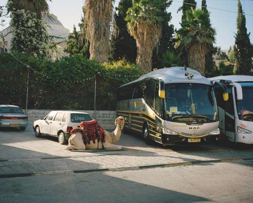 Camel and coach in the Palestinian town of Abu Dis i, West Bank 