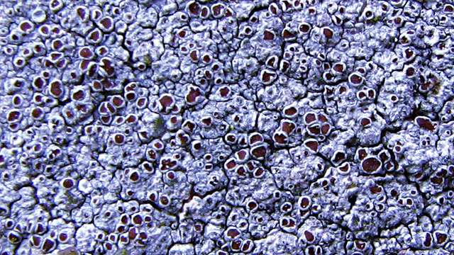 Lichen on a lunch plate