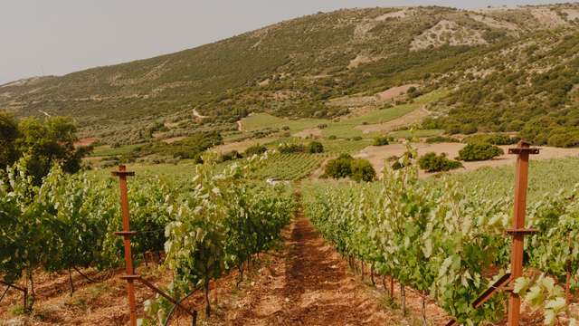 The changing face of the Greek wine industry