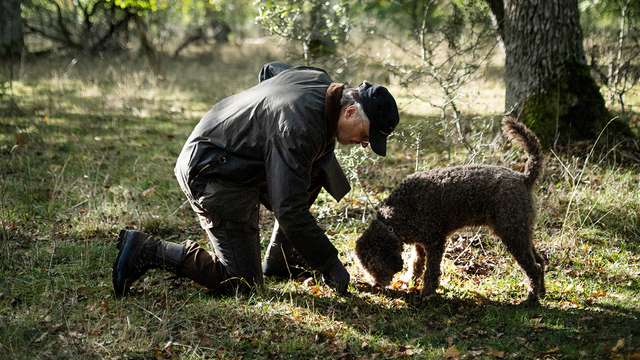 Truffle hunting in Gotland 