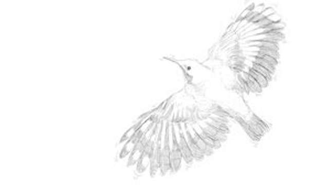 ‘Window Birds’, an urban birdwatching guide