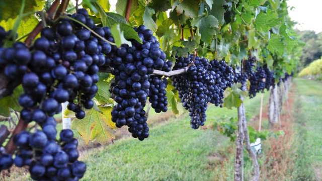 Turkish wines