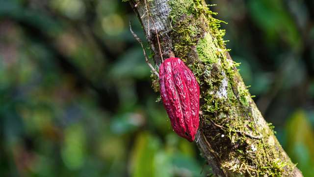 The next steps for Ecuadorian chocolate