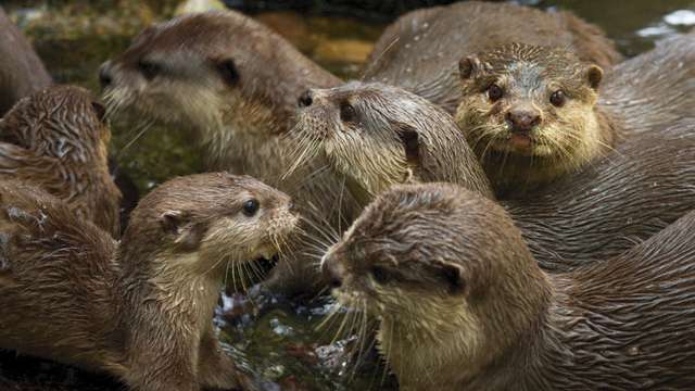 Singapore: otters