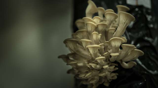 Urban mushrooms