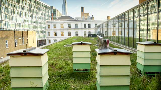 Urban apiculture