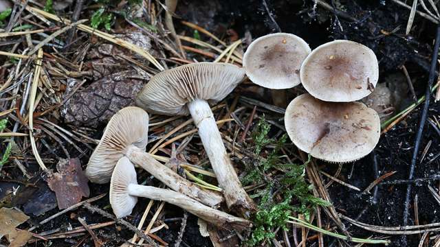  Finland’s mushroom-foraging craze