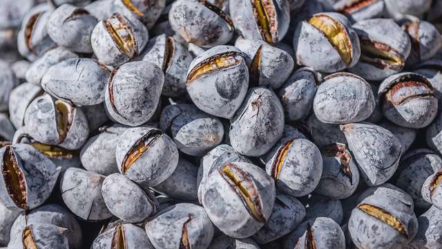 Chestnut season in Portugal 