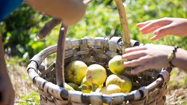 The Basque Country’s cider-making tradition