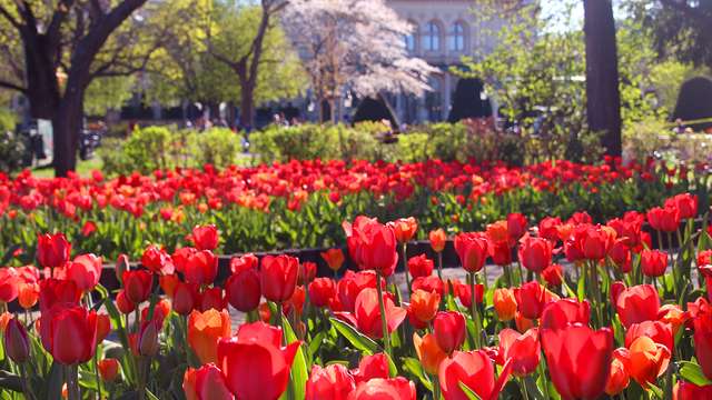 Vienna: the history of the tulip