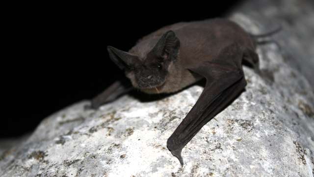 Spain: bats fighting Zika