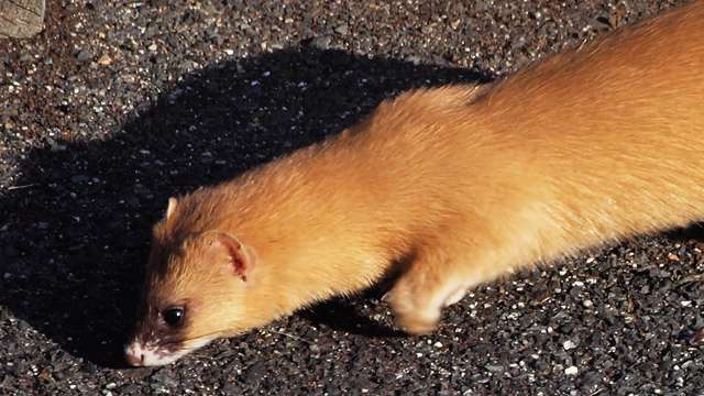 Cairo’s weasels 