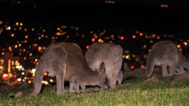 Canberra’s kangaroos