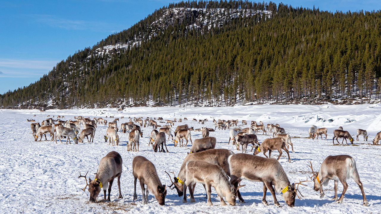 Explainer 267: Nordic Council of Ministers series, part three – Biodiversity, The Foreign Desk - Radio - Vimarsana News