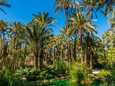 Tall Stories 318: The Palmeral of Elche
